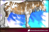 Horse Color:Gray White Spotted Silver Classic Cream Champagne Splash Appaloosa Rabicano 