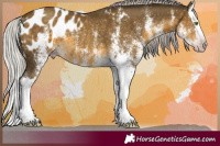 Horse Color:Gray White Spotted Silver Classic Cream Champagne Splash Appaloosa Rabicano 