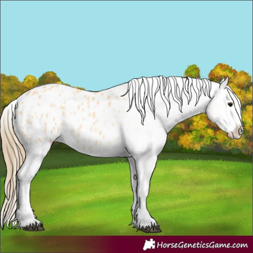 Horse Color:Buckskin Appaloosa Rabicano 