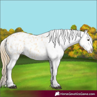 Horse Color:Buckskin Appaloosa Rabicano