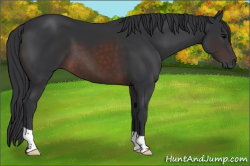 Horse Color:Brown 