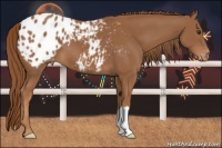 Horse Color:Chestnut Appaloosa 