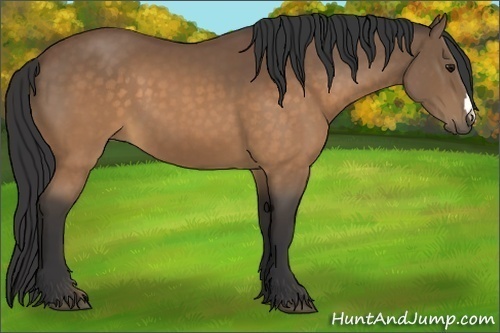 Horse Color:Buckskin 