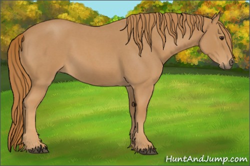 Horse Color:Red Roan 