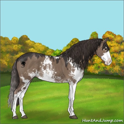 Horse Color:Liver Red Dun Sabino 