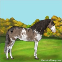 Horse Color:Liver Red Dun Sabino 
