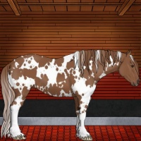 Horse Color:White Spotted Chestnut