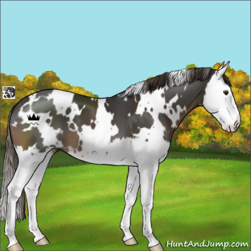 Horse Color:White Spotted Liver Chestnut Sabino Splash 