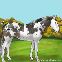 Horse Color:White Spotted Liver Chestnut Sabino Splash 