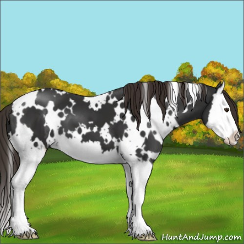 Horse Color:White Spotted Liver Chestnut Splash 