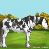 Horse Color:White Spotted Liver Chestnut Splash 