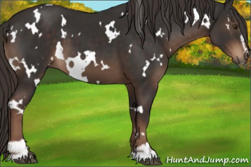 Horse Color:White Spotted Liver Chestnut Sabino 