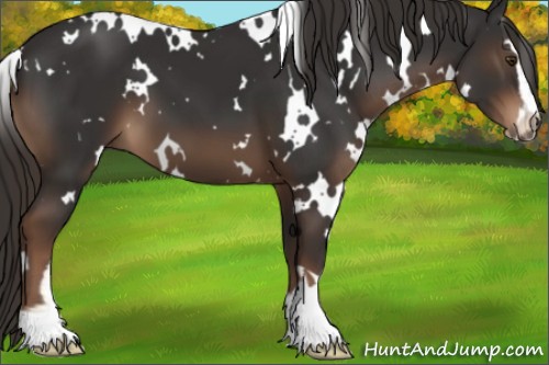 Horse Color:White Spotted Liver Chestnut Sabino 