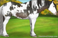 Horse Color:White Spotted Liver Chestnut Splash 