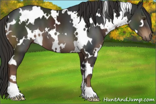 Horse Color:White Spotted Liver Chestnut