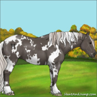 Horse Color:White Spotted Silver Black