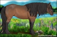 Horse Color:Buckskin 