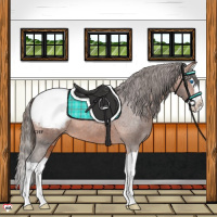 Horse Color:Bay Splash Appaloosa
