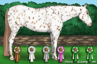 Horse Color:Gold Champagne Appaloosa and Chestnut Appaloosa