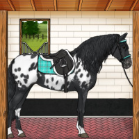 Horse Color:Black Appaloosa 