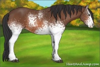 Horse Color:White Spotted Bay Sabino 
