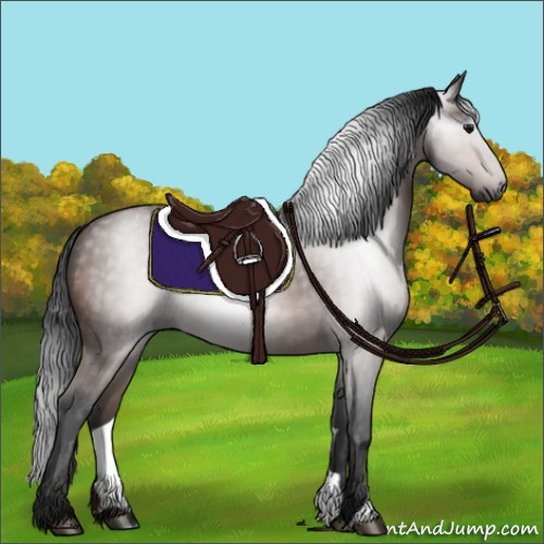 Horse Color:Gray Bay 