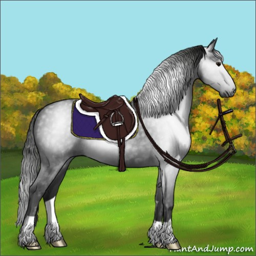 Horse Color:Gray Black