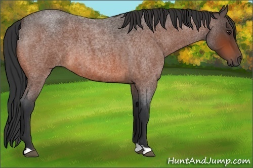 Horse Color:Brown Roan 