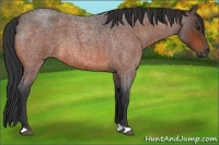 Horse Color:Brown Roan