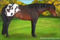 Horse Color:Brown Appaloosa Rabicano 