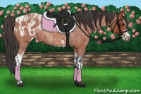 Horse Color:Bay Roan Sabino Rabicano  and Bay Roan Sabino Appaloosa Rabicano 