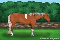 Horse Color:Silver Bay Tobiano 