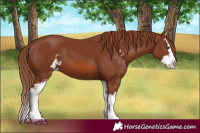 Horse Color:Chestnut Sabino Splash