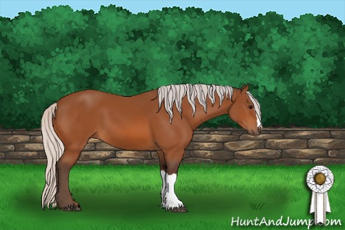 Horse Color:Silver Bay 