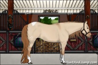 Horse Color:Red Dun Tobiano