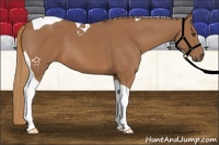 Horse Color:Chestnut Tobiano