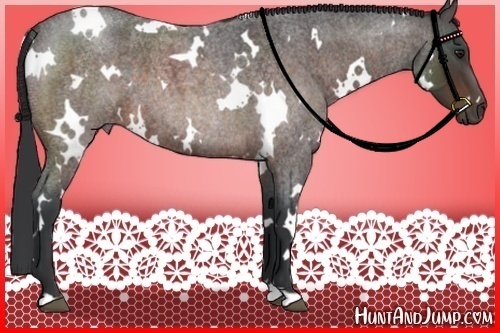 Horse Color:White Spotted Brown Roan 