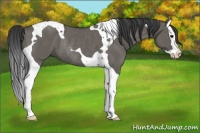 Horse Color:Grullo Splash Tobiano Rabicano