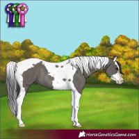 Horse Color:Grullo Splash Tobiano Rabicano