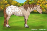 Horse Color:Red Dun Appaloosa  and Red Dun Appaloosa 