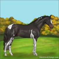 Horse Color:White Spotted Liver Chestnut Tobiano 