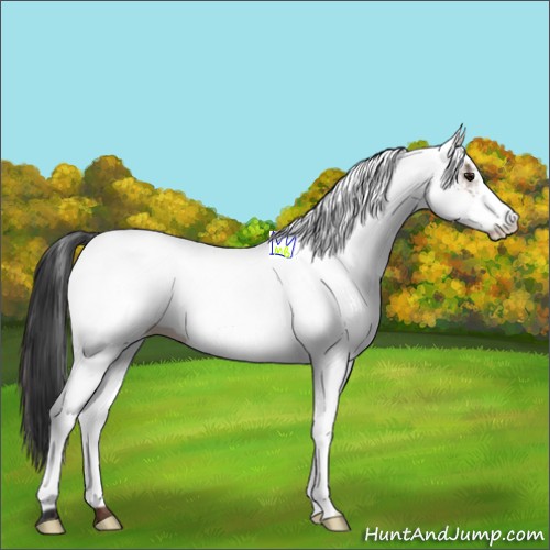 Horse Color:White Spotted Bay 