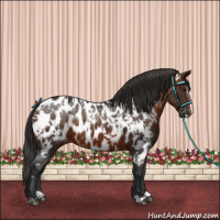 Horse Color:Bay Sabino Splash Near Leopard  and Brown Sabino Splash Near Leopard 