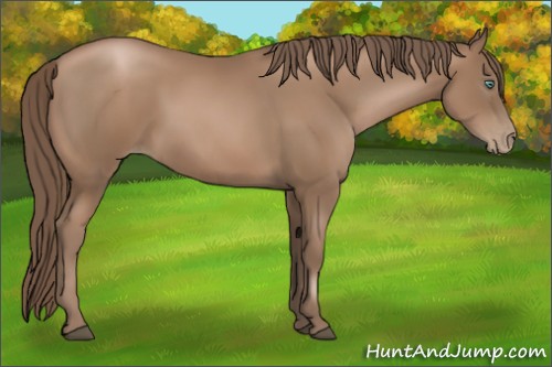 Horse Color:Black Pearl