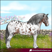 Horse Color:White Spotted Brown Splash Appaloosa 