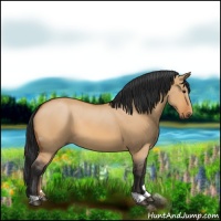 Horse Color:Bay Dun