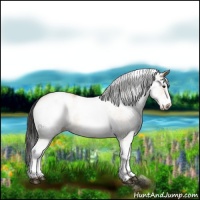 Horse Color:White Spotted Bay Dun 