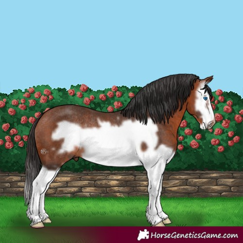 Horse Color:Bay Splash Frame Rabicano