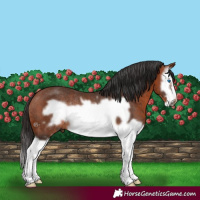 Horse Color:Bay Splash Frame Rabicano 