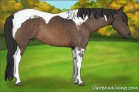 Horse Color:Buckskin Tobiano